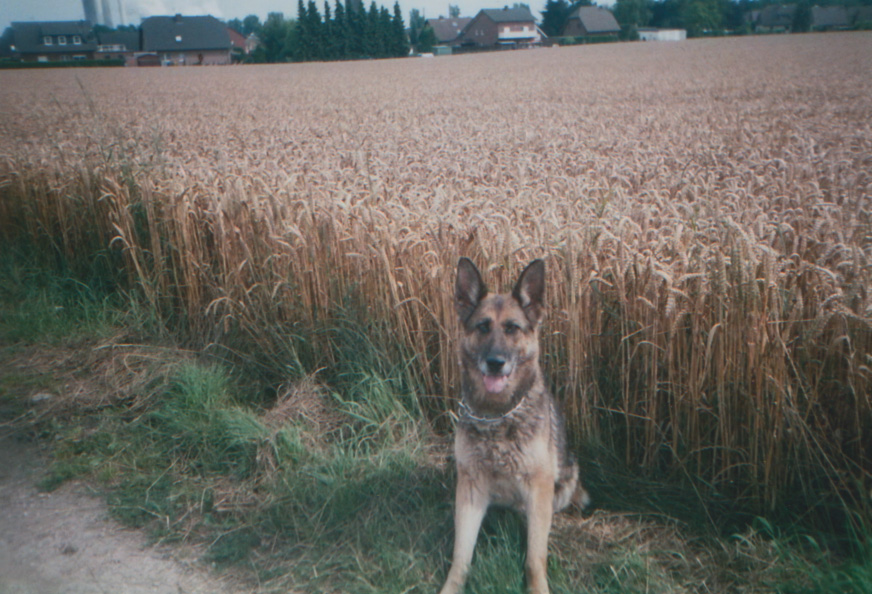 Bonni von den rauhen Sitten